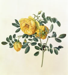 Rosa Hemispherica